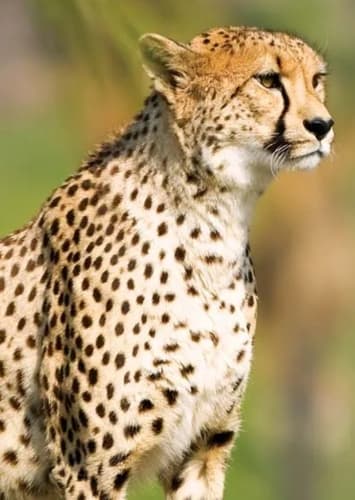 Cheetah