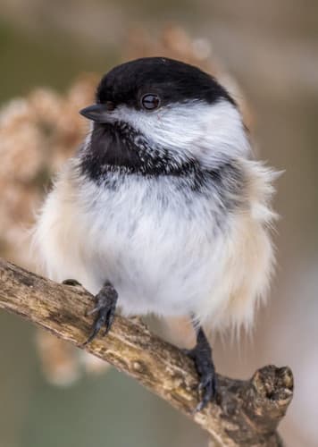 Chickadee