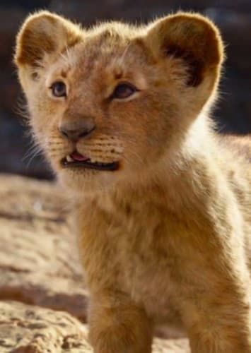 Simba Cub