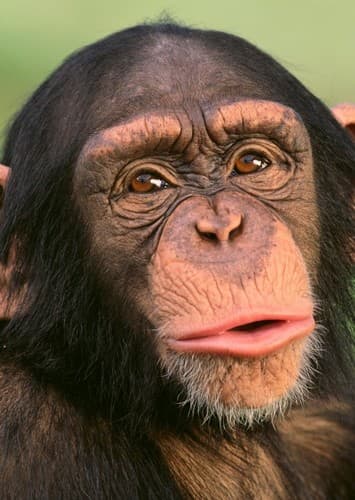 Chimpanzee