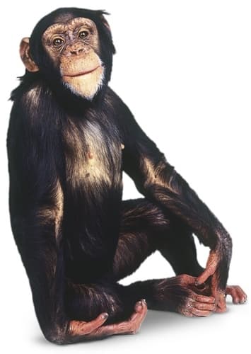 Chimpanzee