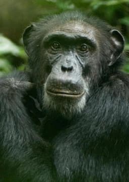 Chimpanzee