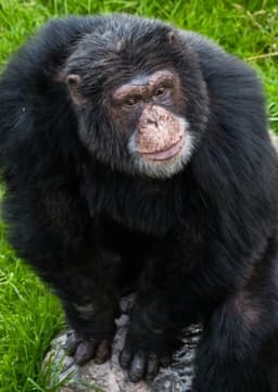 Chimpanzee