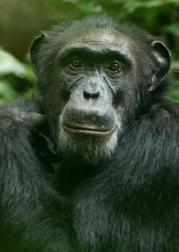 Chimpanzee