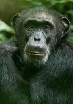 Chimpanzee