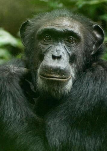 Chimpanzee