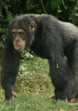 Chimpanzee