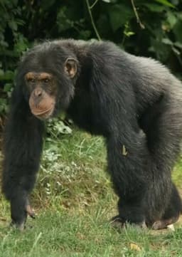 Chimpanzee
