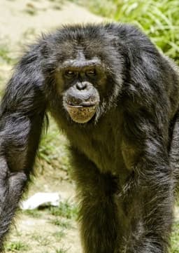 Chimpanzee
