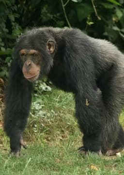 Chimpanzee