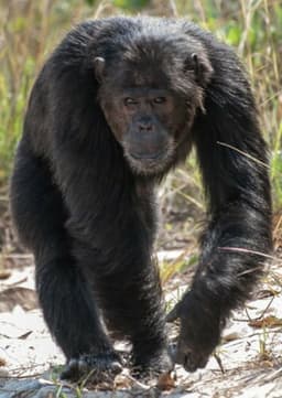 Chimpanzee