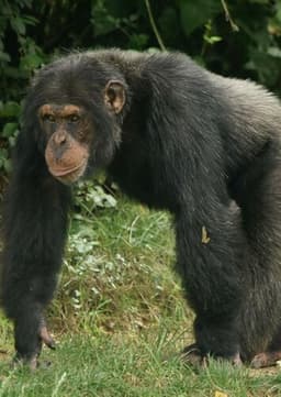 Chimpanzee
