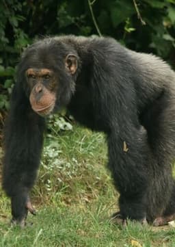 Chimpanzee