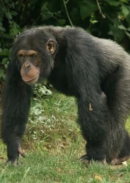 Chimpanzee