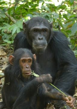 Chimpanzee
