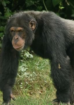 Chimpanzee