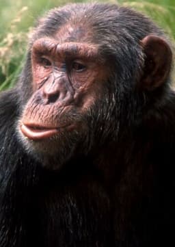 Chimpanzee