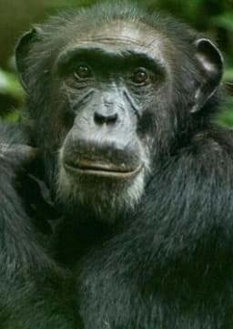 Chimpanzee