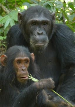 Chimpanzee