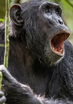 Chimpanzee