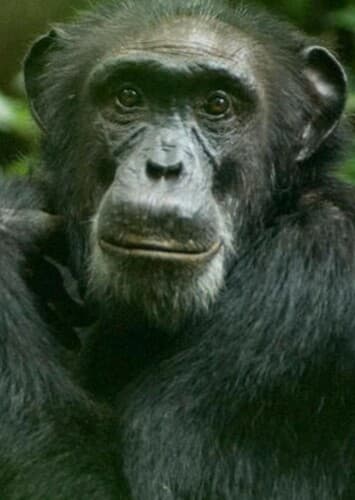 Chimpanzee