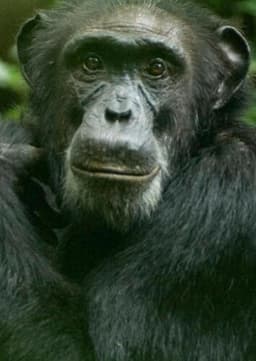 Chimpanzee