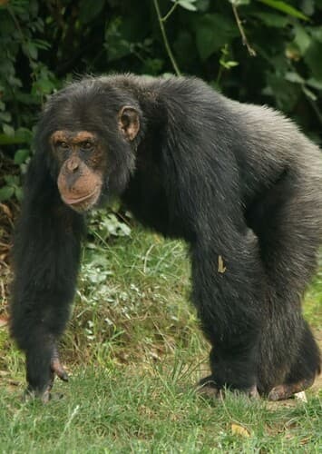 Chimpanzee