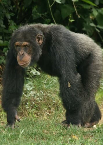 Chimpanzee