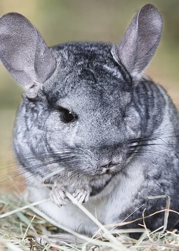 Chinchilla