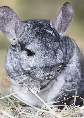 Chinchilla
