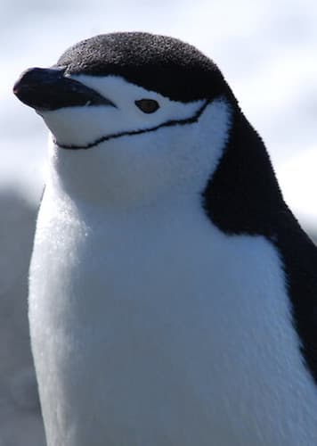 Chinstrap Penguin