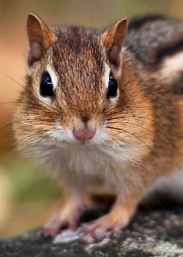 Chipmunk