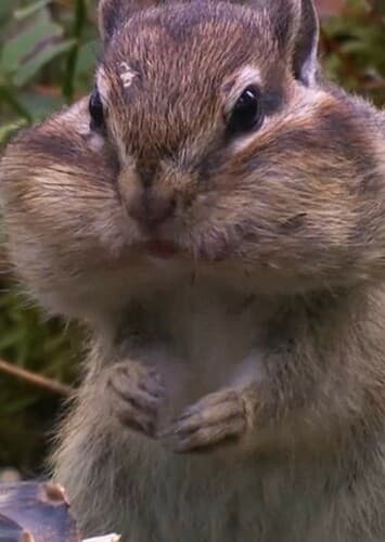 Chipmunks