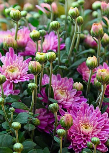 Chrysanthemum (Generic)