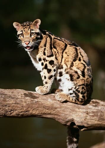 Clouded Leopard
