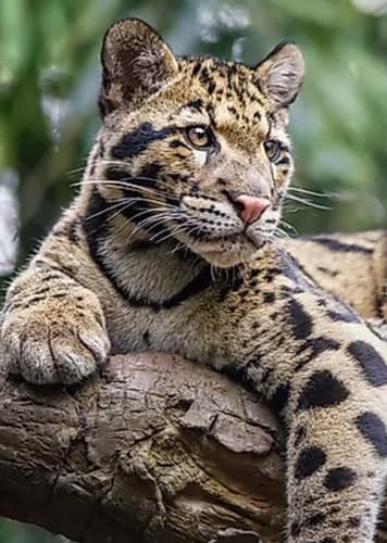 Clouded Leopard
