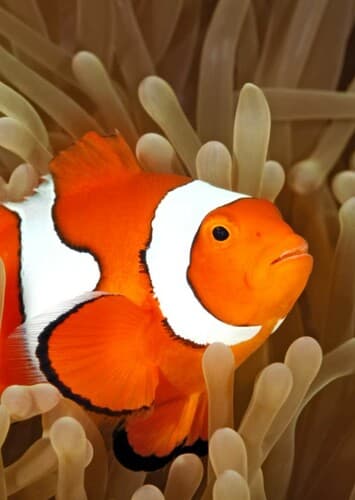 Clownfish