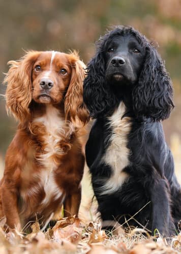 Cocker Spaniel