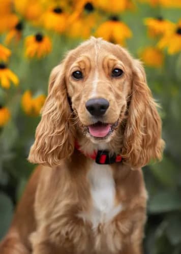 Cocker Spaniel