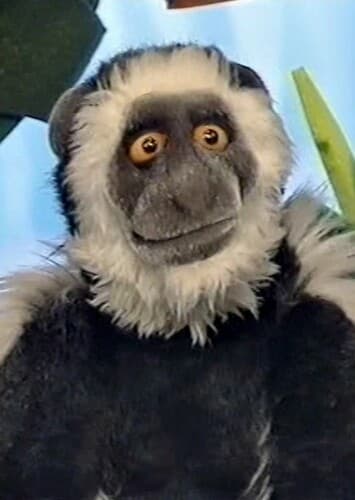 Colobus Monkey