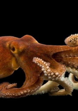 Common Octopus