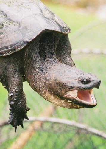 Common Snapping Turtle