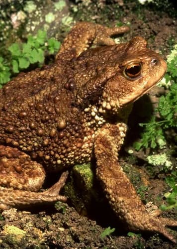 Common Toad