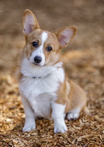 Corgi