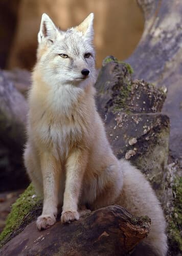 Corsac Fox