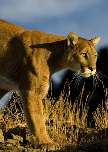 Cougar