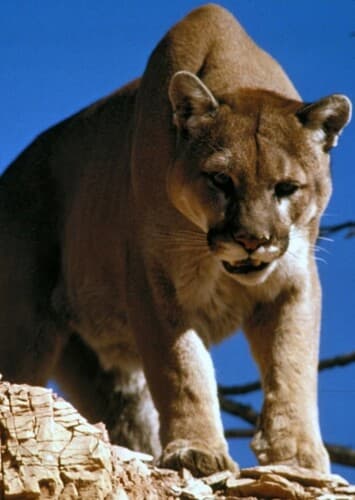 Cougar