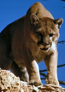 Cougar