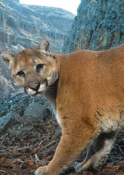 Cougar