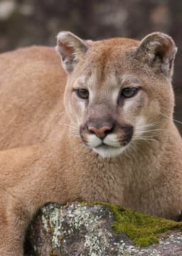 Cougar